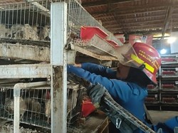 Ular Sanca Mangsa Burung Puyuh Ternak Warga Bogor, Damkar Evakuasi