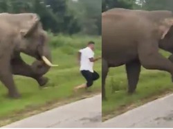 Turis Dikejar dan Diinjak Gajah Liar Usai Selfie