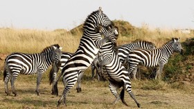 FOTO: Cagar Alam Maasai Mara Terusik Pembangunan Penginapan Mewah