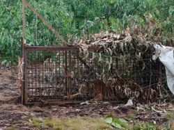 Harimau Diduga Terkam Perkerja di Riau Masuk Perangkap, BBKSDA Langsung Uji Lab