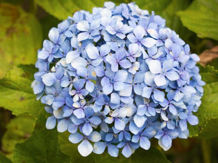 Hortensia (Hydrangea)/Foto: freepik.com/wirestock