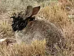 Heboh Wajah Kelinci di Colorado Menyeramkan, Tumbuh Seperti Tumor Warna Hitam
