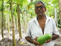 Keren! Petani 70 Tahun Ini Mampu Hasilkan 75.000 Kg Pepaya per Tahun