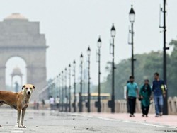 Mahkamah Agung India Perintahkan Penangkapan Ribuan Anjing Liar