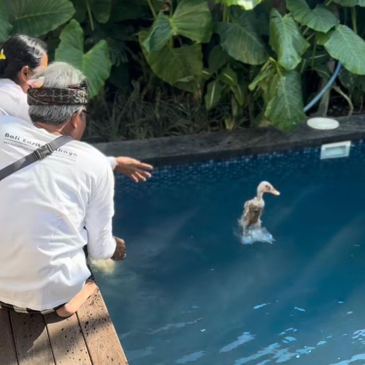 <p>Rangkaian prosesi yang dijalankan&nbsp;berupa mempersembahkan sesajen rangkaian bunga kepada para dewa dan leluhur. Bahkan, dalam momen ini, Sigi juga mengikuti tradisi unik melempar itik ke kolam renang sebagai bagian dari ritual, Bunda.&nbsp; Foto: Instagram @sigiwimala</p>