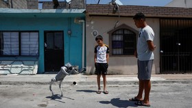 FOTO: Waldog si Robot Anjing Ajak Manusia Lebih Peduli Hewan
