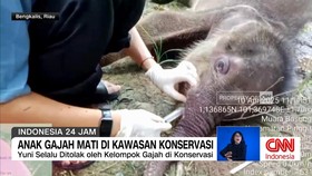 VIDEO: Anak Gajah Mati di Kawasan Konservasi