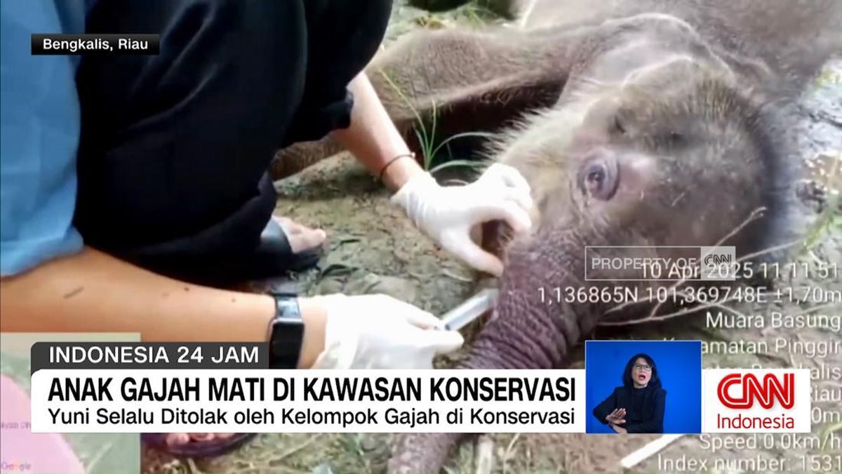 VIDEO: Anak Gajah Mati di Kawasan Konservasi