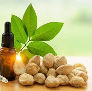 Ini Manfaat Minyak Kemiri untuk Rambut Sehat dan Cara Membuatnya di Rumah, Mudah Dipraktikkan!