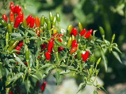 Harga Sembako Jogja Hari Ini 14 November 2025: Naik Turun 3 Jenis Cabai!