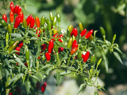 Cara Menanam Cabe dari Bijinya di Rumah Bagi Pemula