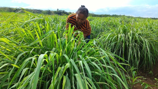 Kini, Syailendra BI memiliki 200 titik penyulingan, dan memberdayakan sekitar 400 penyuling serta lebih dari 2 ribu petani di seluruh Indonesia.
