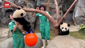 VIDEO: Hong Kong Bersiap Rayakan Ulang Tahun Pertama Panda Kembar 
