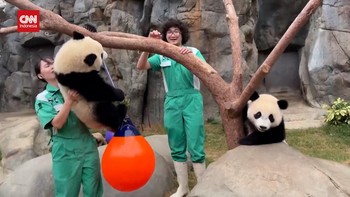 VIDEO: Hong Kong Bersiap Rayakan Ulang Tahun Pertama Panda Kembar