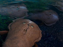 Ilmuwan Temukan Fosil Ikan Aneh Berusia 400 Juta Tahun, Tak Punya Rahang