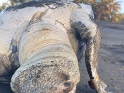 Duh! 2 Penyu Mati di Pantai Cilacap, Mulutnya Penuh Sampah Plastik