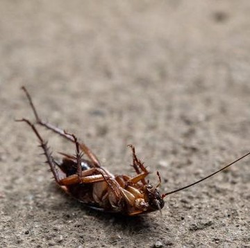 7 Aroma yang Tidak Disukai dan Ampuh Usir Kecoa dari Sekitar Rumah