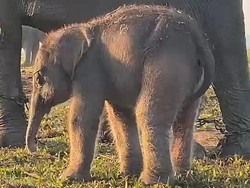 TN Way Kambas Tambah Penghuni Baru, Anak Gajah Sumatera Lahir dengan Sehat