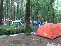 Serunya Wisata Camping Poncosumo di Hutan Pinus Kaki Gunung Semeru