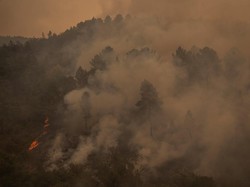 1.640 Hektar Hutan di Spanyol Kebakaran Akibat Cuaca Panas