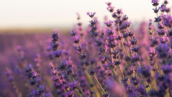 Ilustrasi/Foto: freepik.com/freepik