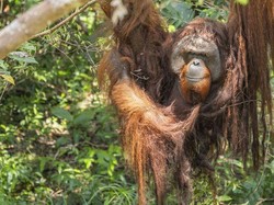 Orang Utan Jojo Merdeka Usai 20 Tahun Terkurung
