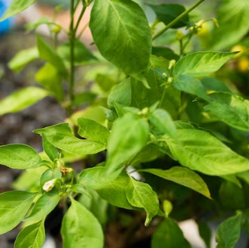 5 Tanaman Hias Pengusir Nyamuk, Mudah Dirawat di Rumah