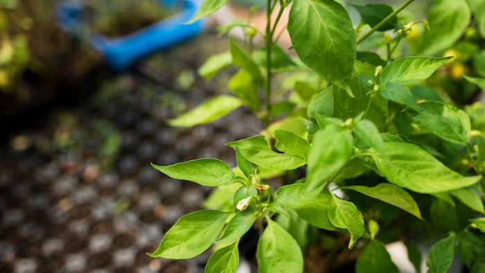 5 Tanaman Hias Pengusir Nyamuk, Mudah Dirawat di Rumah