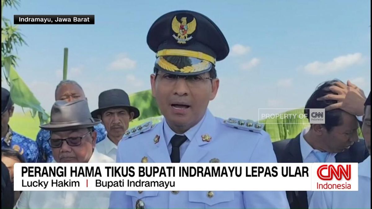 VIDEO: Perangi Hama Tikus, Bupati Indramayu Lepas Ular