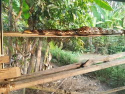 Maksud Hati Beri Makan Ayam, Warga Pengasih Kaget Nemu Ular di Kandang