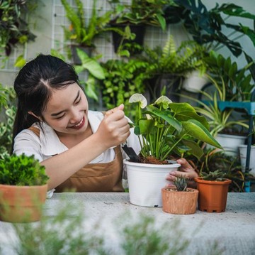 7 Jenis Tanaman yang Bisa Bantu Usir Cicak, Mudah Ditanam di Rumah