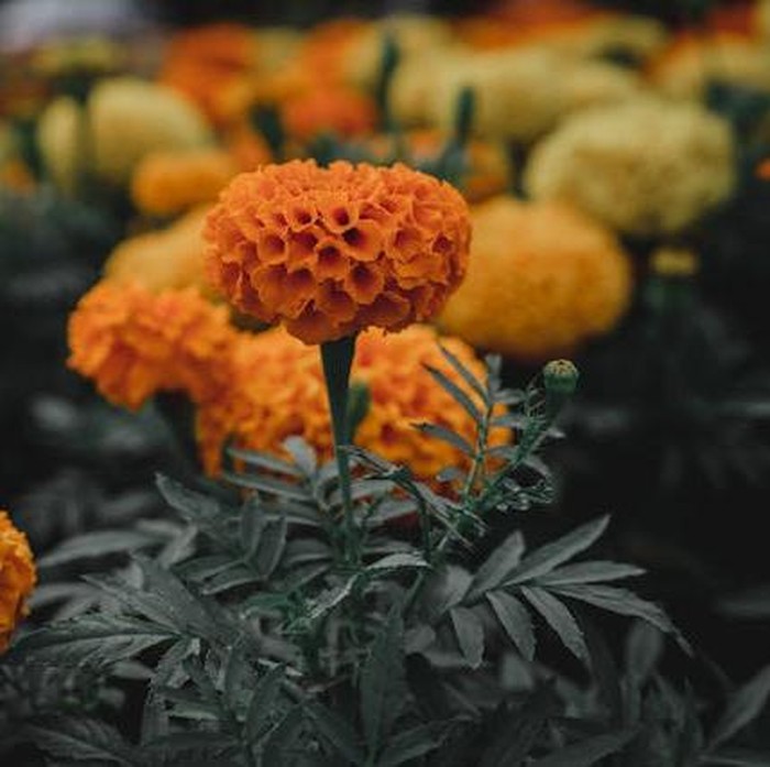 Tidak hanya memiliki warna yang cerah dan cantik, tanaman marigold sangat serbaguna dan mampu mengusir berbagai hama, terutama lalat putih.