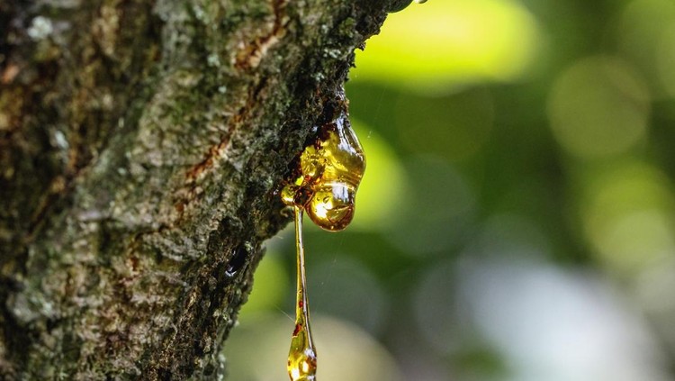 Ilustrasi getah tanaman Resin on a tree in orchard