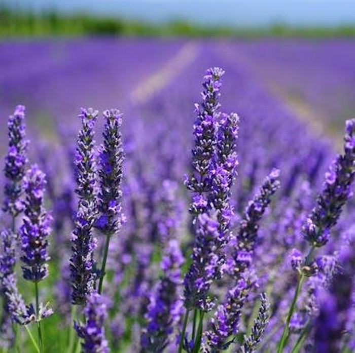 Lavender memiliki aroma yang bisa membantu mengusir lalat dari dalam rumah. Hal tersebut karena lavender mengeluarkan minyak yang ampuh mencegah lalat atau hama lainnya.