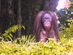 Hari Orang Utan Sedunia 2025, CAN Soroti Kondisi Habitat di Kaltim
