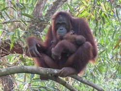 Selamat! Santi Orang Utan di TN Bukit Baka Bukit Raya Lahirkan Bayi Betina