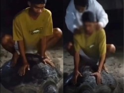 Heboh 5 Pemuda Tunggangi Penyu Hijau di Derawan, Polisi Turun Tangan