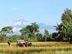 Semeru Erupsi Lagi, Petugas Rekomendasikan Ini