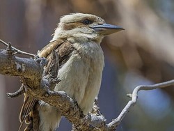Sebagian Burung Liar di Australia Berganti Jenis Kelamin, Ini Sebabnya!