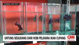 VIDEO: Untung Segudang dari Hobi Pelihara Ikan Cupang