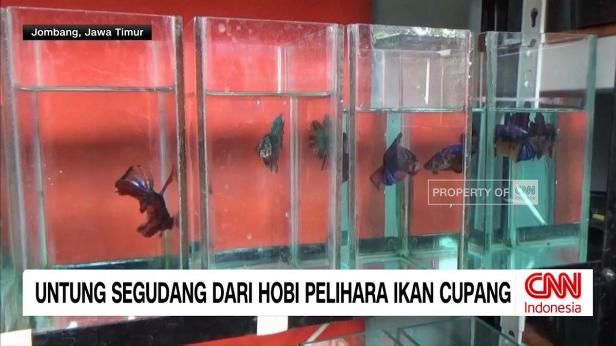 VIDEO: Untung Segudang dari Hobi Pelihara Ikan Cupang