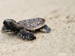 Bukan Langsung Dilepas Ke Laut, Begini Cara Lepas Tukik yang Benar