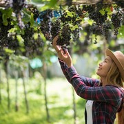 Hobi Berkebun? Ini 5 Jenis Anggur yang Cocok Ditanam Pekarangan Rumah, Nggak Perlu Lahan Luas!