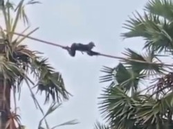 Kisah Samsul Pemanjat Pohon Siwalan Bertaruh Nyawa Demi Nafkah Keluarga