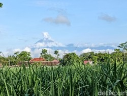 Gunung Semeru Erupsi 4 Kali Pagi Ini, Abu Vulkanik Capai 1.000 Meter