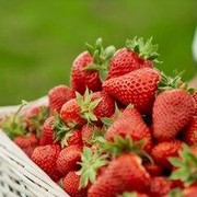 Jangan Asal Pilih! Ini 10 Cara Mendapatkan Stroberi Paling Manis