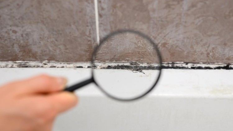 Kenali jamur black mold Kenali jamur black mold