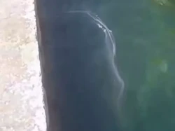 Lendir Misterius Bikin Geger Pantai Populer Turis di Malta, Berbau Amis