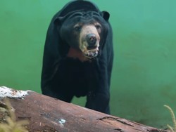 Viral Beruang Madu yang Kurus, Ragunan: Satwa Dirawat Sesuai Standar