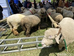 Lucunya Domba Batur yang Gemoy Bikin Wisatawan Dieng Gemas